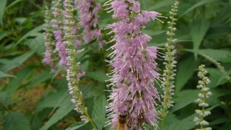 Cây dược liệu cây Kinh giới phổ biến, Kinh giới dại - Elsholtzia communis (Coll. et Hemsl.) Diels