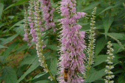 Cây dược liệu cây Kinh giới phổ biến, Kinh giới dại - Elsholtzia communis (Coll. et Hemsl.) Diels