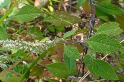 Cây dược liệu cây Kinh giới nhăn - Elsholtzia rugulosa Hemsl