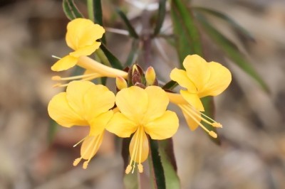 Cây dược liệu cây Kim vàng, Gai kim vàng, Gai kim bóng - Barleria lupulina Lindl