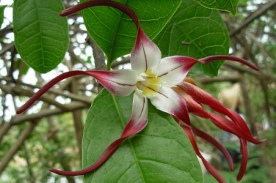 Cây dược liệu cây Sừng trâu, Dây vòi voi, Thuốc bắn đuôi - Strophanthus caudatus (Burm. f. ) Kurz var. giganteus Pit