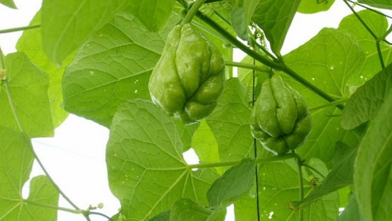 Cây dược liệu cây Su su - Sechium edule (Jacq.) Sw