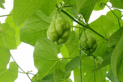 Cây dược liệu cây Su su - Sechium edule (Jacq.) Sw