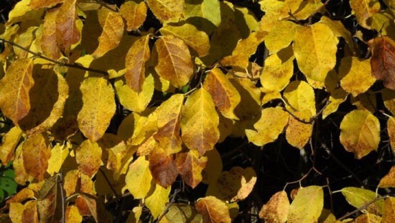 Cây dược liệu cây Sương hồng đằng, Đại nha nam xà đằng, Dây gối chồi, Gối chồi - Celastrus gemmatus Loes