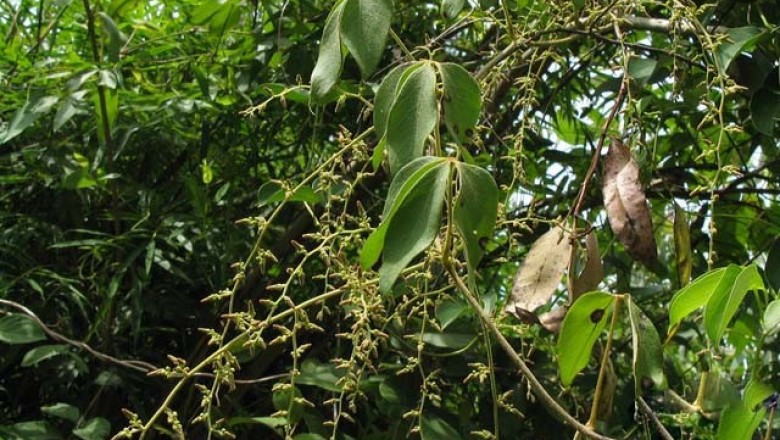 Cây dược liệu cây Củ từ nước - Dioscorea pierrei Prain et Burk