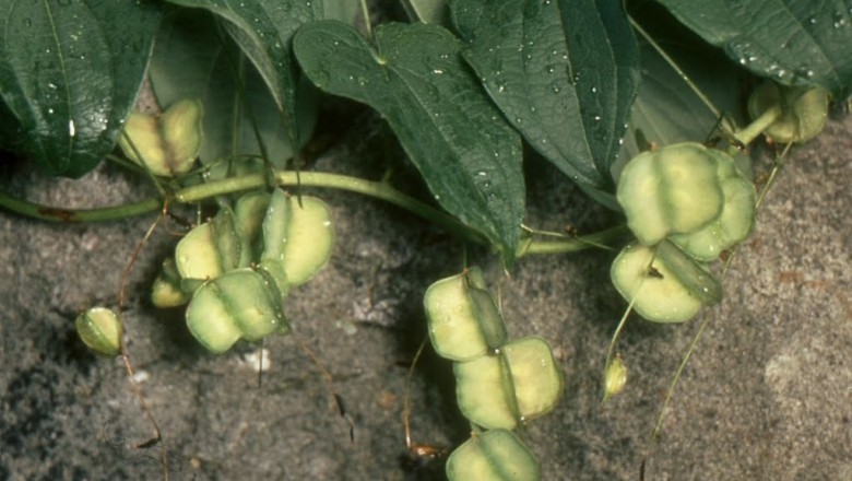 Cây dược liệu cây Củ nêm, Từ tam giác - Dioscorea deltoidea Wall. ex Kunth