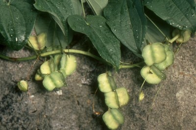 Cây dược liệu cây Củ nêm, Từ tam giác - Dioscorea deltoidea Wall. ex Kunth