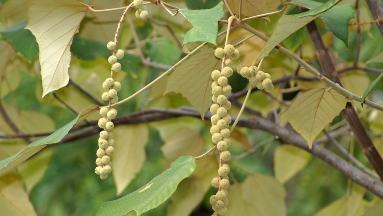 Cây dược liệu cây Bùm bụp bông to - Mallolus macrostachyus (Miq.) Muell - Arg