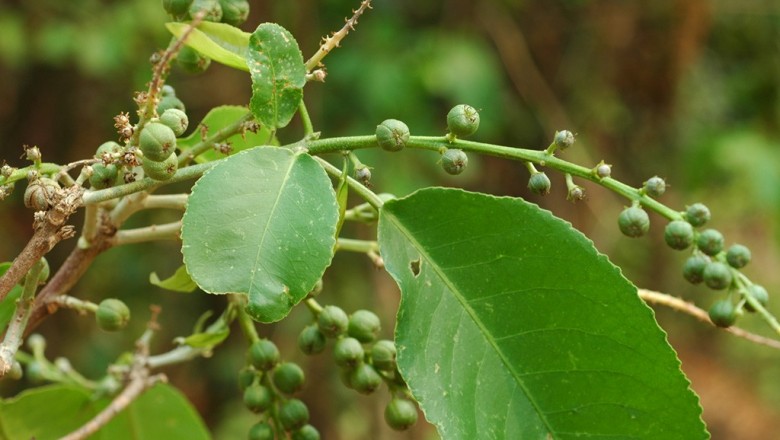 Cây dược liệu cây Cù đèn Roxburgh - Croton roxburghianum Bal