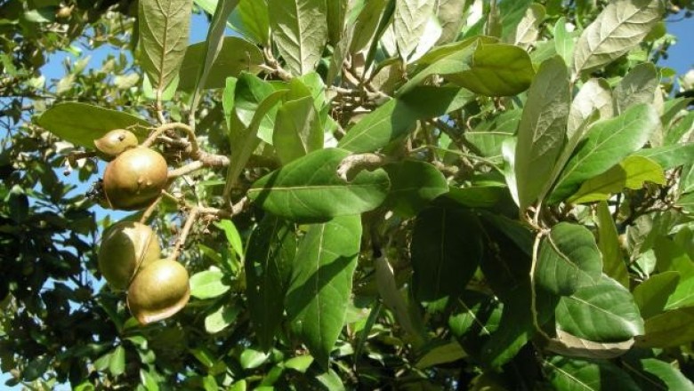 Cây dược liệu cây Cui - Heritiera littoralis Dryand