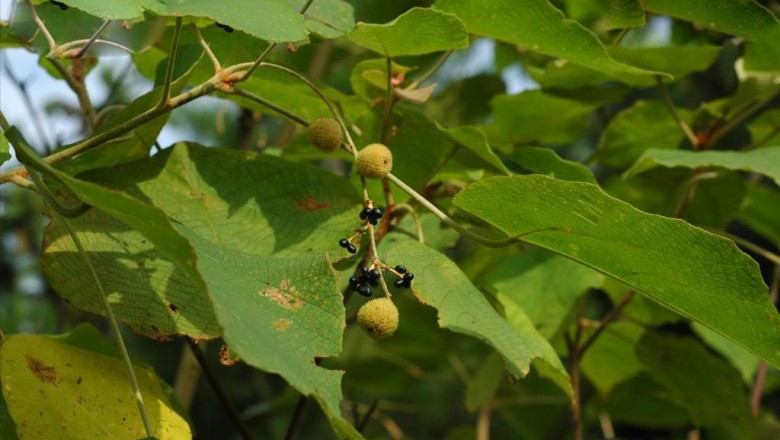 Cây dược liệu cây Bùm bụp gai, Ba bét lông, Bông bét, Cám lợn - Mallotus barbatus (Wall) Muell - Arg