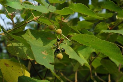 Cây dược liệu cây Bùm bụp gai, Ba bét lông, Bông bét, Cám lợn - Mallotus barbatus (Wall) Muell - Arg