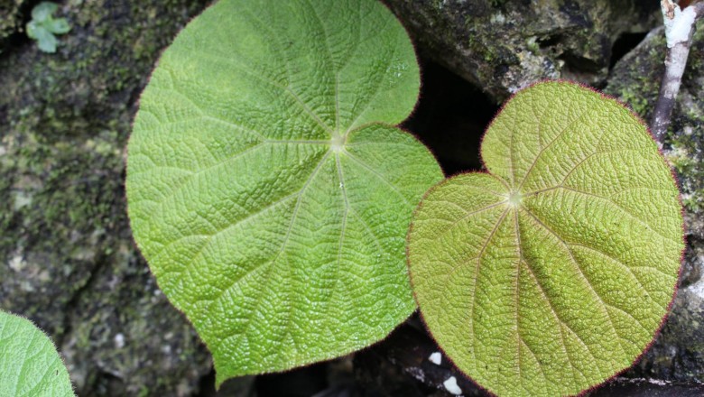 Cây dược liệu cây Cửu nguyên lục, Thu hải đường bắc - Begonia tonkinensis Irmsch