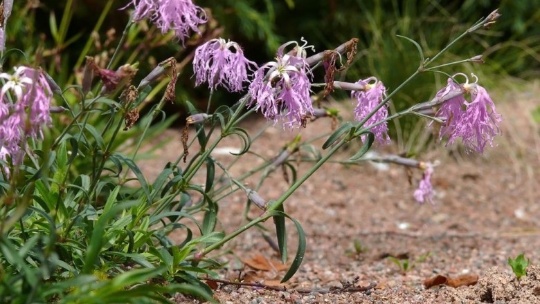 Cây dược liệu cây Cù mạch - Dianthus superbus L