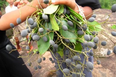 Cây dược liệu cây Xây, Xoay - Dialium cochinchinense Pierre