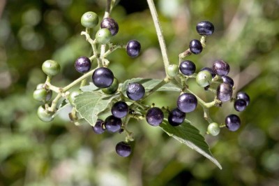 Cây dược liệu cây Vác Nhật, Dâu leo, Giác tía - Cayratia japonica (Thunb.) Gagnep