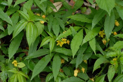 Cây dược liệu cây Xích bào khác lá, Khố áo Hooker - Thladiantha hookeri C. B. Clarke