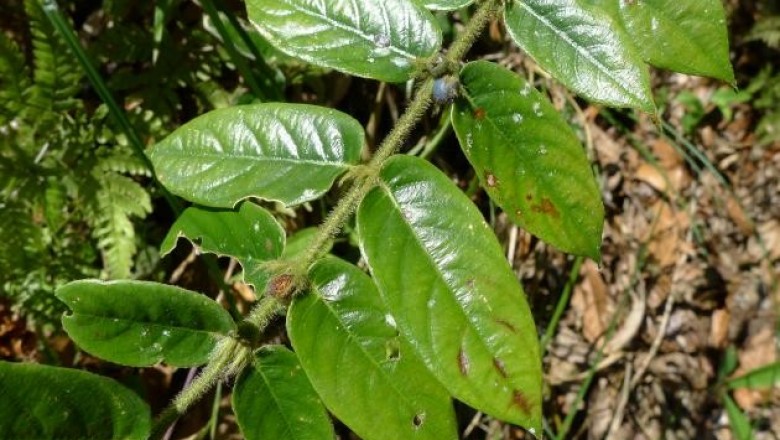 Cây dược liệu cây Xú hương Wallich - Lasianthus wallichii Wight
