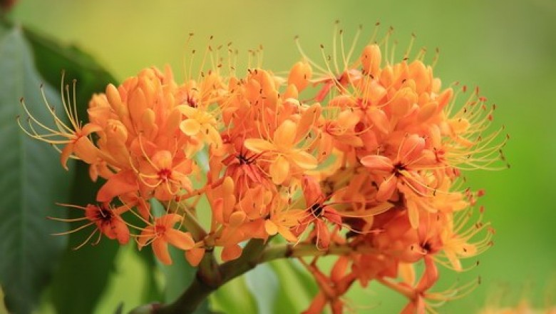 Cây dược liệu cây Vàng anh, Mép mé, là mà - Saraca dives Pierre