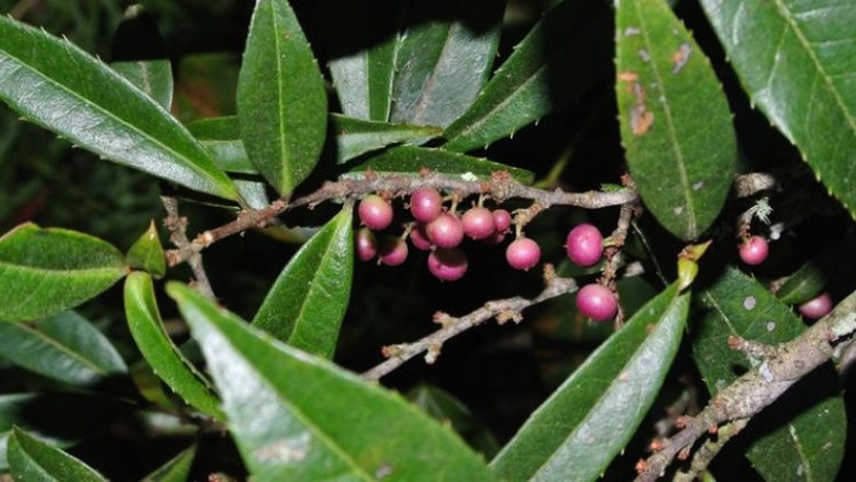 Cây dược liệu cây Xay răng nhọn, Xỉ diệp thiết tử - Myrsine semiserrata Wall