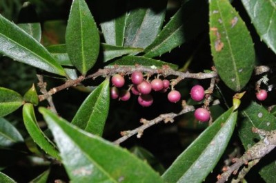 Cây dược liệu cây Xay răng nhọn, Xỉ diệp thiết tử - Myrsine semiserrata Wall