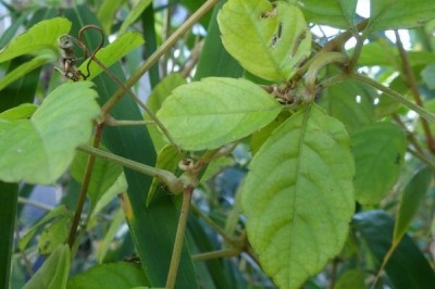 Cây dược liệu cây Vác lá nhỏ, Dây sàn sạt, Nho dại - Cayratia tenuifolia (Wight et Arn.) Gagnep