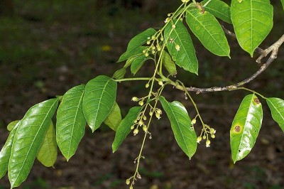 Cây dược liệu cây Xơ, Trường cụp - Harpullia cupanioides Roxb