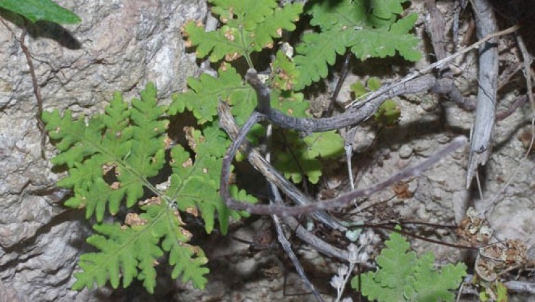 Cây dược liệu cây Xương vị, Ráng sơ mô - Notholaena velutina C. Chr. et. Tard. Blot