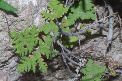 Cây dược liệu cây Xương vị, Ráng sơ mô - Notholaena velutina C. Chr. et. Tard. Blot