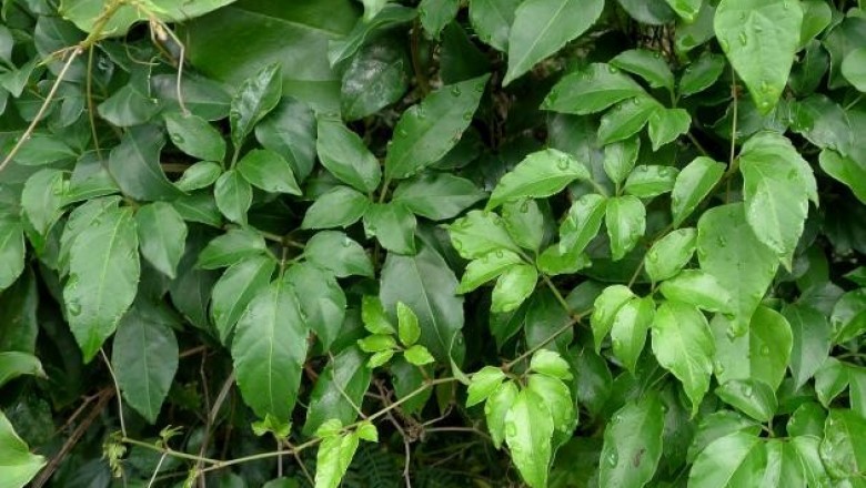 Cây dược liệu cây Vác sừng nhỏ - Cayratia corniculata (Benth.) Gagnep