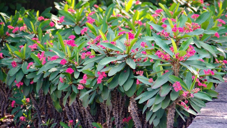 Cây dược liệu cây Xương rắn, Xương rồng tàu - Euphorbia milii Ch. des Moulins
