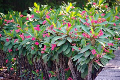 Cây dược liệu cây Xương rắn, Xương rồng tàu - Euphorbia milii Ch. des Moulins