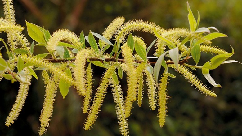 Cây dược liệu cây Và - Salix tetrasperma Roxb