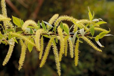 Cây dược liệu cây Và - Salix tetrasperma Roxb