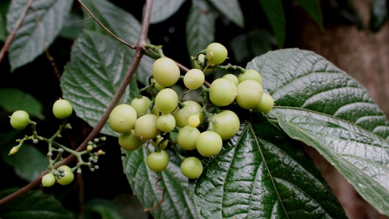 Cây dược liệu cây Vác lông mềm, Vác bao phấn đen - Cayratia mollissima (Wall.) Gagnep. (C. melananthera Gagnep.)