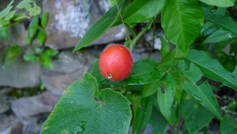 Cây dược liệu cây Xích bào hoa trần, Khố áo trần - Thladiantha nudiflora Hemsl. ex Forbes et Hemsl. (T. indochinesis Merr.)