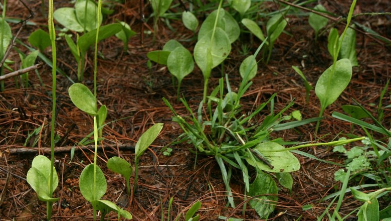Cây dược liệu cây Xà thiệt mạng - Ophioglossum reticulatum L