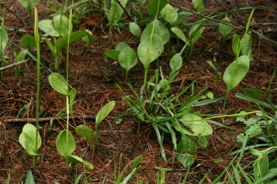 Cây dược liệu cây Xà thiệt mạng - Ophioglossum reticulatum L