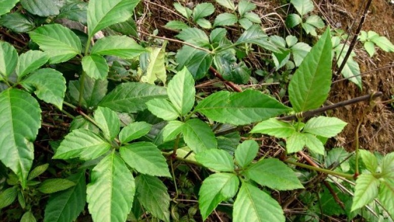 Cây dược liệu cây Vác lá lớn, vác ít trái - Cayratia oligocarpa (Lévl. et Vaniot) Gagnep