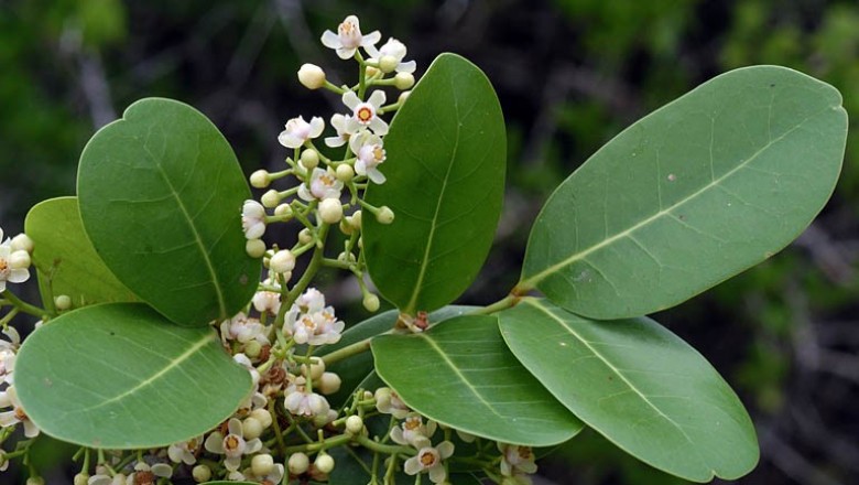 Cây dược liệu cây Xương cá nhỏ - Xylocarpus moluccensis (Lam.) M. Roem. (Carapa moluccensis Lam.)