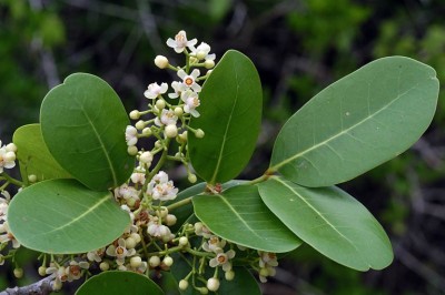 Cây dược liệu cây Xương cá nhỏ - Xylocarpus moluccensis (Lam.) M. Roem. (Carapa moluccensis Lam.)