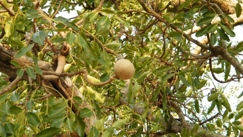 Cây dược liệu cây Xà cừ, Sọ khỉ - Khaya senegalensis A. Juss