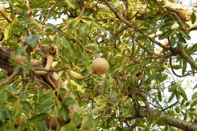 Cây dược liệu cây Xà cừ, Sọ khỉ - Khaya senegalensis A. Juss
