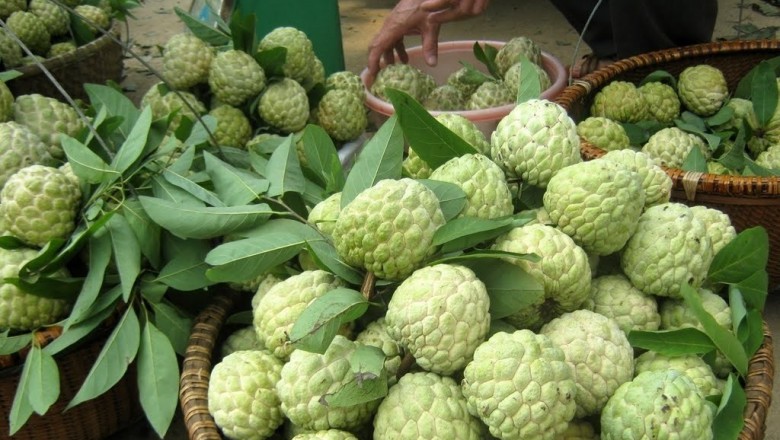 Công dụng chữa bệnh từ cây na có sẵn vườn nhà