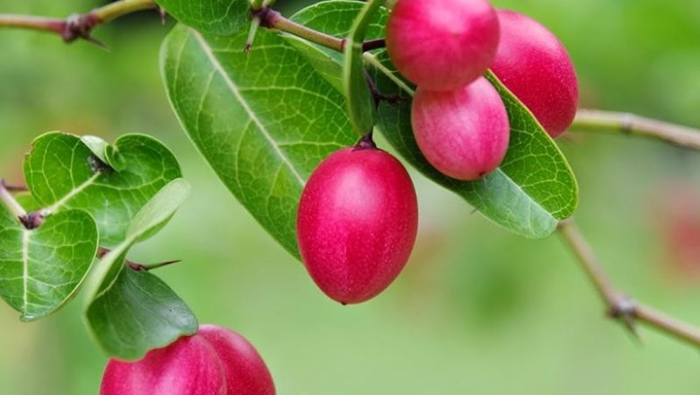 Cây dược liệu cây Xirô - Carissa carandas L