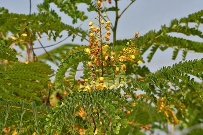Cây dược liệu cây Vang, Tô mộc - Caesalpinia sappan L
