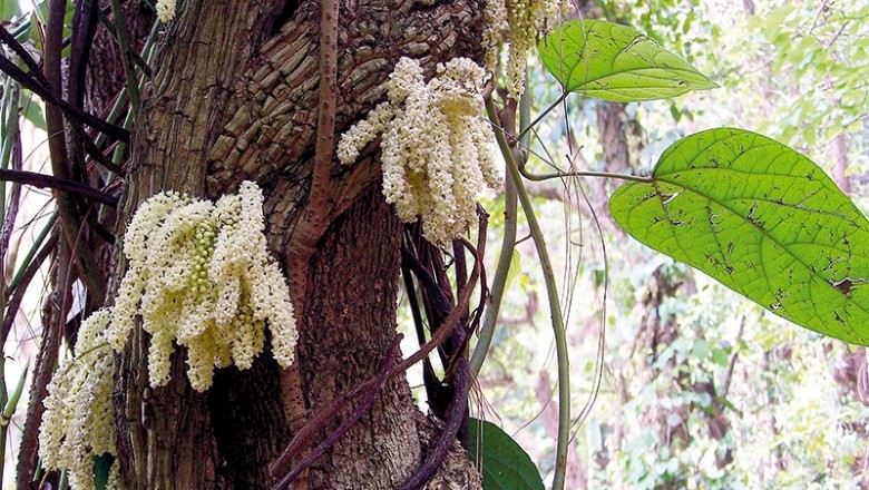 Cây dược liệu cây Vác can, Ðại diệp đằng - Tinomiscium petiolare Miers ex Hook. f. et Thoms. (T. tonkinense Gagnep.)