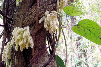 Cây dược liệu cây Vác can, Ðại diệp đằng - Tinomiscium petiolare Miers ex Hook. f. et Thoms. (T. tonkinense Gagnep.)