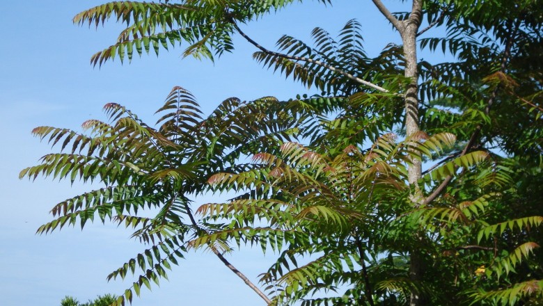 Cây dược liệu cây Xương mộc, Lát khét - Toona sureni (Blume) Merr. (T. febrifuga Roem., Cedrella toona Roxb., C. odorata Blume)