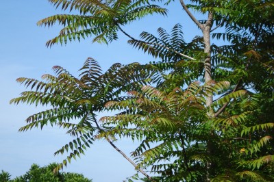 Cây dược liệu cây Xương mộc, Lát khét - Toona sureni (Blume) Merr. (T. febrifuga Roem., Cedrella toona Roxb., C. odorata Blume)